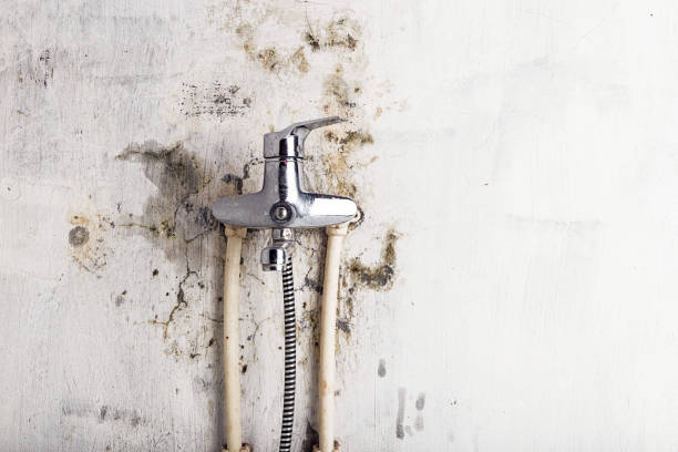 Office Mold Removal Services in Adamsville, AL