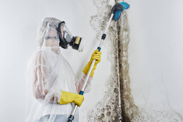 Best Crawl Space Mold Removal  in Adamsville, AL