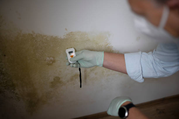 Best Office Mold Removal Services  in Adamsville, AL