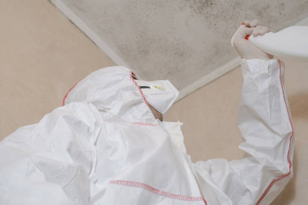 Best Mold Damage Repair  in Adamsville, AL