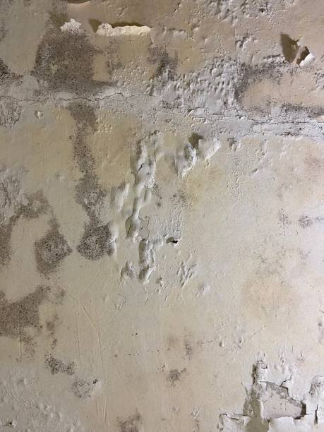 Best Commercial Mold Removal  in Adamsville, AL
