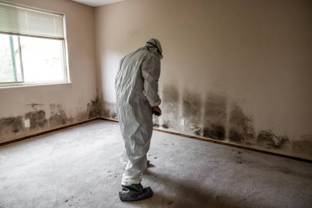 Professional Mold Removal in Adamsville, AL