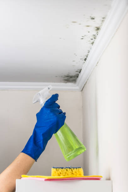 Best Office Mold Removal Services  in Adamsville, AL